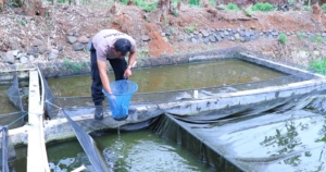 Sukses Berwirausaha, Bhabinkamtibmas di Pekalongan Raup Omzet Belasan Juta dari Budidaya Lele