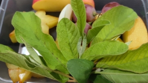 Tips Cara Tradisional Atasi Diare, dr. Wahidin Sarankan Konsumsi Pucuk Daun Jambu Biji