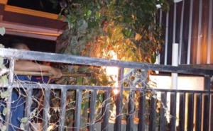 Warga Kabunan Pemalang Tewas Diserang Tawon Vespa