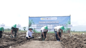 Dorong Swasembada Gula, Brebes Siapkan 1.400 Ha Lahan Tebu