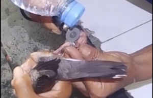 Damkar Pemalang Lepaskan Cincin yang Membelit Kaki Burung Warga