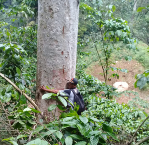 Mengenal Resak Brebes, Pohon Langka di Jawa yang Nyaris Punah