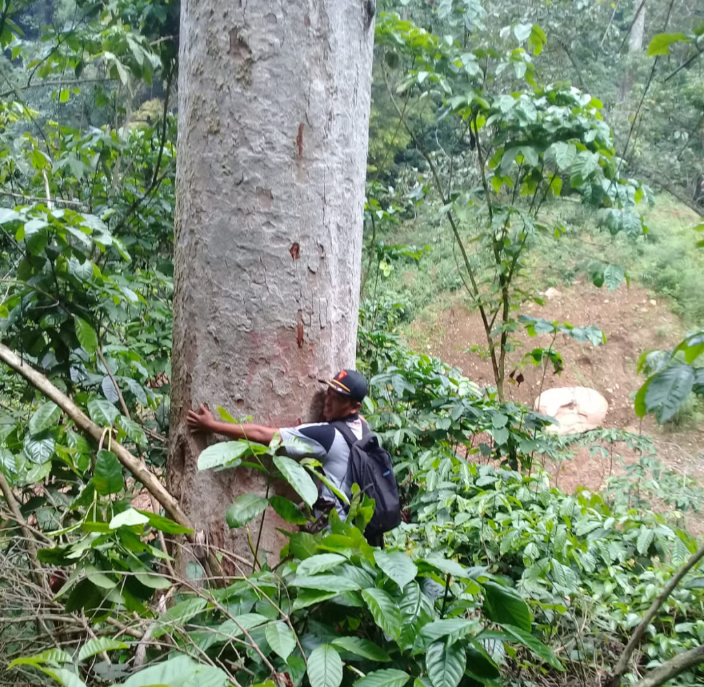Mengenal Resak Brebes, Pohon Langka di Jawa yang Nyaris Punah
