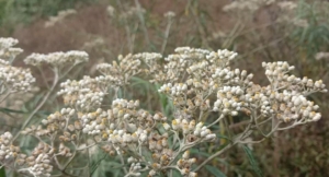 Memetik Bunga Edelweis Terancam Denda Rp 100 juta