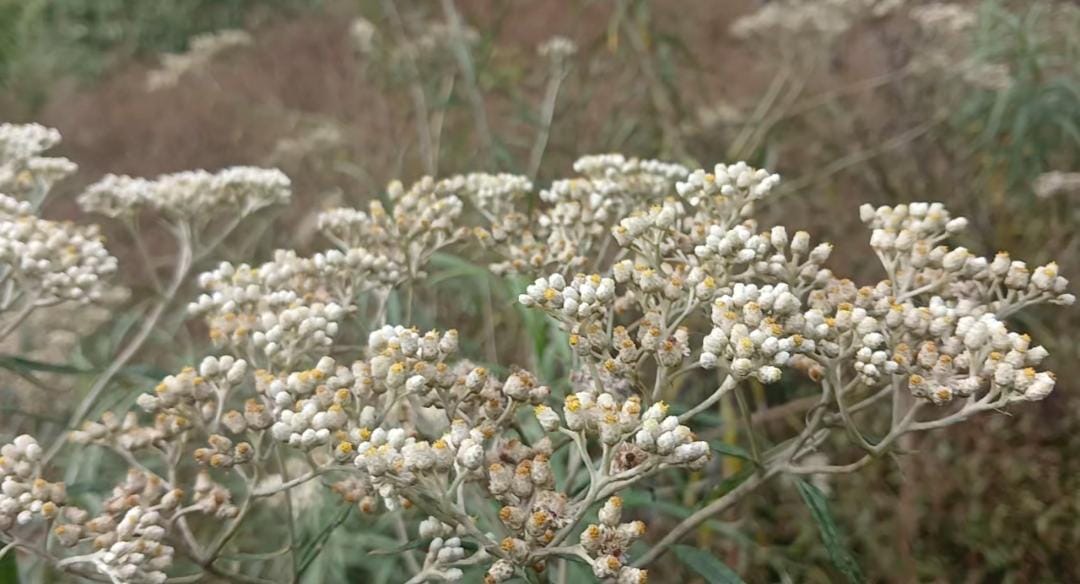 Memetik Bunga Edelweis Terancam Denda Rp 100 juta