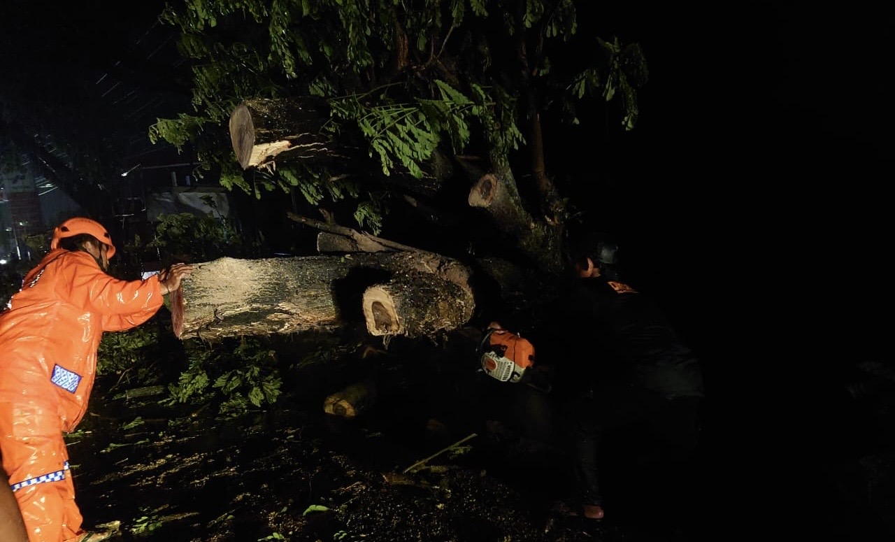 Pohon Tumbang Tutup Jalur Pantura Pemalang, Arus Lalu Lintas Sempat Contra Flow