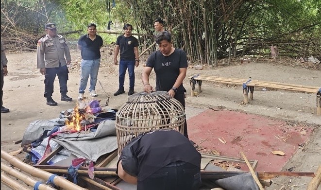 Polres Tegal Gerebek Judi Sabung Ayam di Desa Tembok Luwung