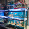 Sambut Tahun 2026, Ikan Hias Laris Manis, Glofish Paling Diminati