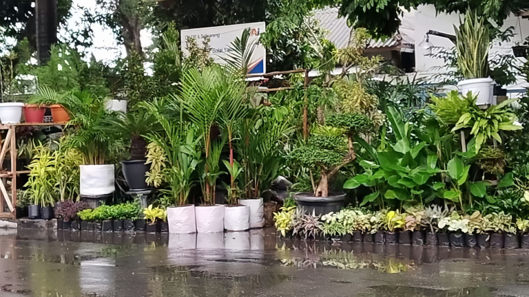 Hobi Berkebun? Ini Bocoran Tanaman yang Tak Cocok saat Hujan