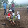BUMDes Manggis Manis Sirampog Sulap Lahan Bengkok Jadi Kebun Pisang 1.000 Pohon