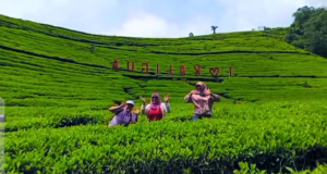 Tips Berlibur ke Agrowisata Kebun Teh Kaligua saat Nataru: Jam Sepi, Rute Berkelok, dan Kendaraan Harus Prima