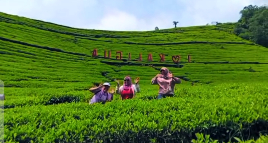 Tips Berlibur ke Agrowisata Kebun Teh Kaligua saat Nataru: Jam Sepi, Rute Berkelok, dan Kendaraan Harus Prima