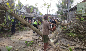 Pohon Waru Tumbang di Kajen Tutup Akses Jalan, Lalin Sempat Macet