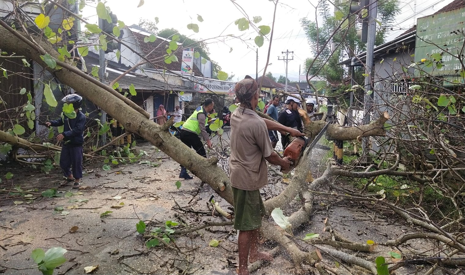 Pohon Waru Tumbang di Kajen Tutup Akses Jalan, Lalin Sempat Macet