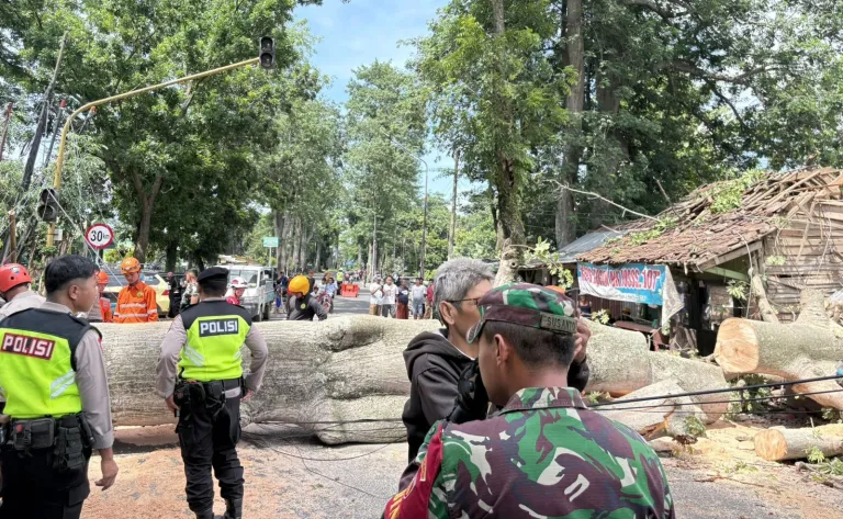 Pohon Randu Raksasa Tumbang di Wonopringgo, Dua Orang Luka