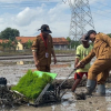 Pemalang Bidik 72 Ton Benih Padi 2026, Disebar di 120 Hektar