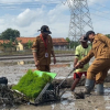 Pemalang Bidik 72 Ton Benih Padi 2026, Disebar di 120 Hektar