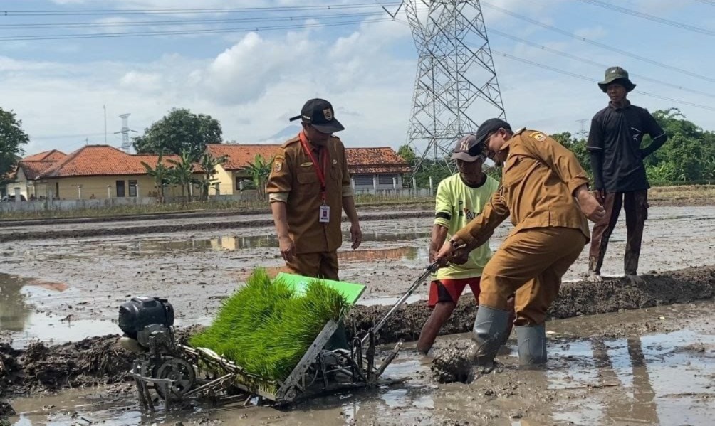 Pemalang Bidik 72 Ton Benih Padi 2026, Disebar di 120 Hektar